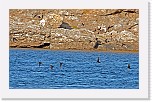 lunni Arctic (Atlantic) Puffin * 3312 x 2050 * (5.81MB)